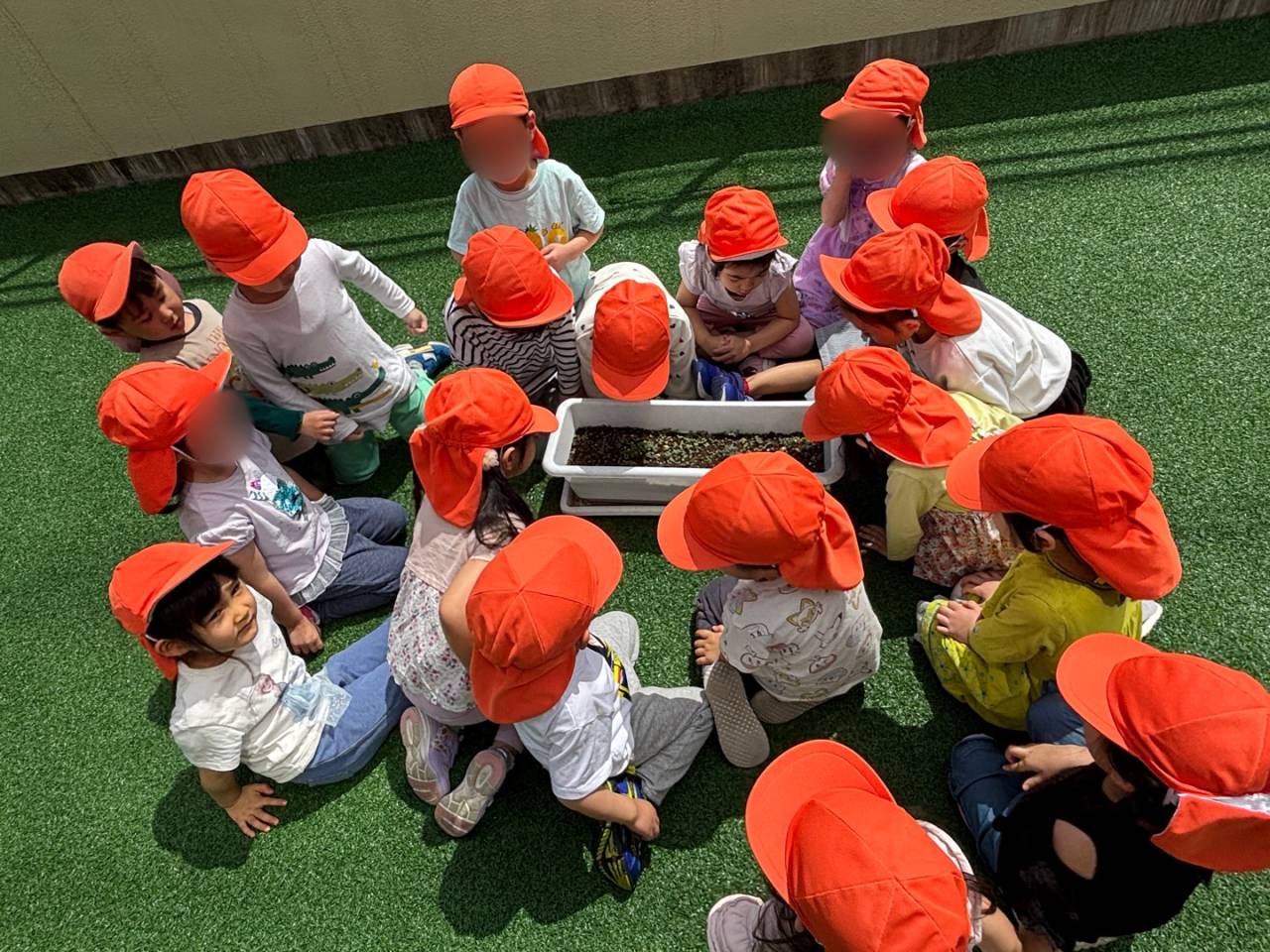 Grow, grow, baby lettuce! (おおきく育て!) ☆ Kindy 2 (年中クラス)